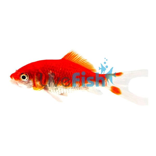 Red & White Comet 5cm