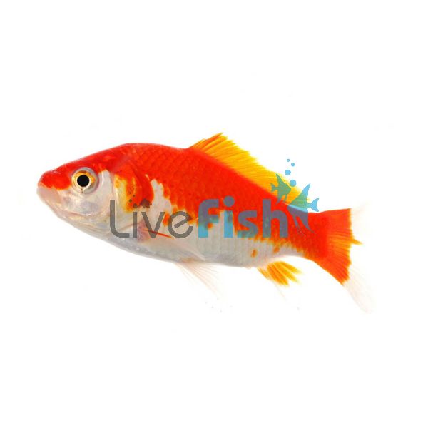 Red & White Comet 9cm