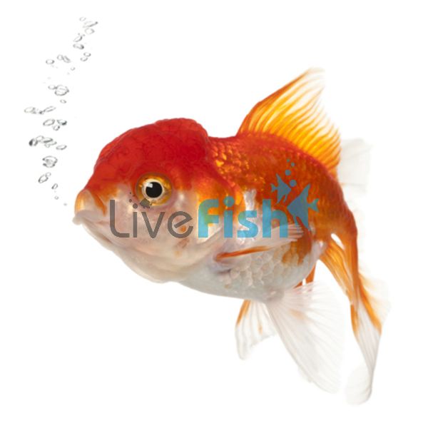 Red & White Oranda 5cm
