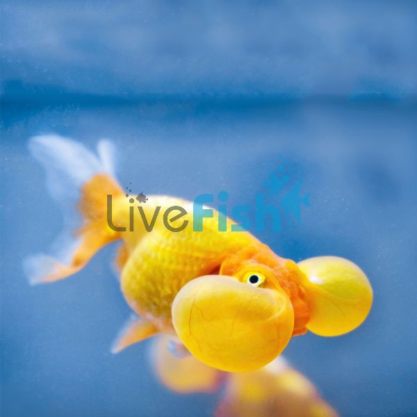 Red Bubble Eye 7cm