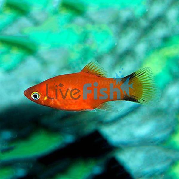 Red Comet Platy 4cm