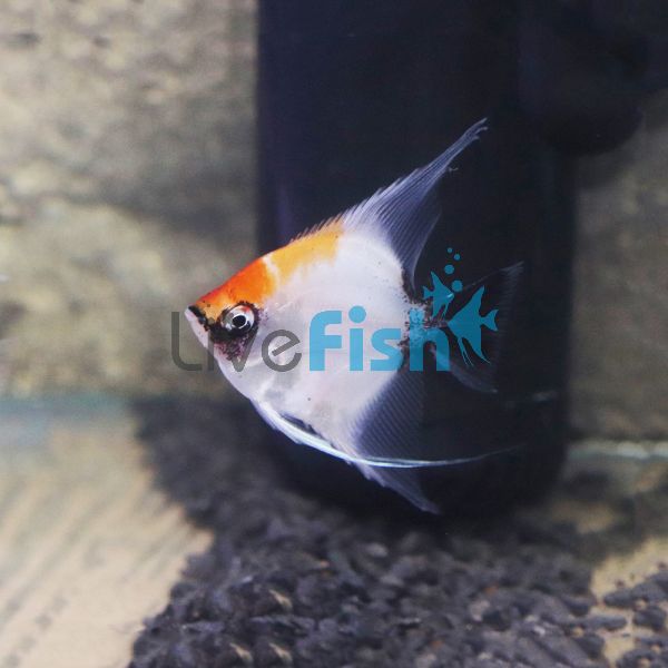 German Red Devil Angelfish 4.5cm