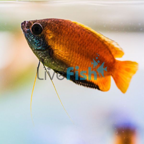Red Honey Gourami 4cm