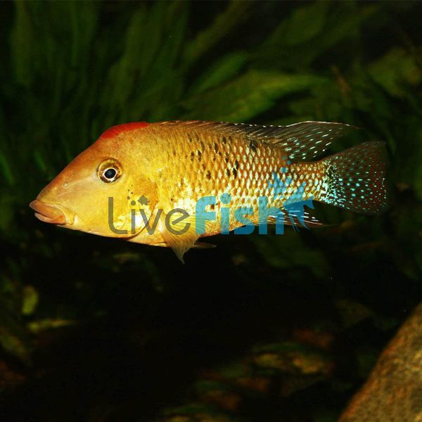 Red Hump Cichlid 3.5cm