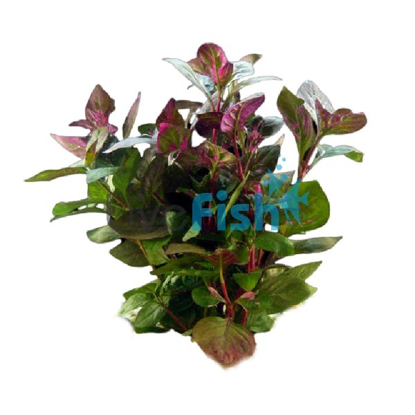 Red Ivy Bunch