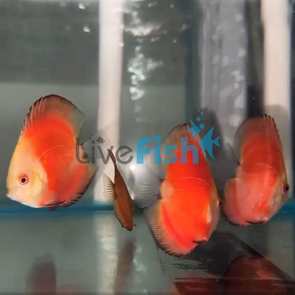 Red Melon Discus 7cm