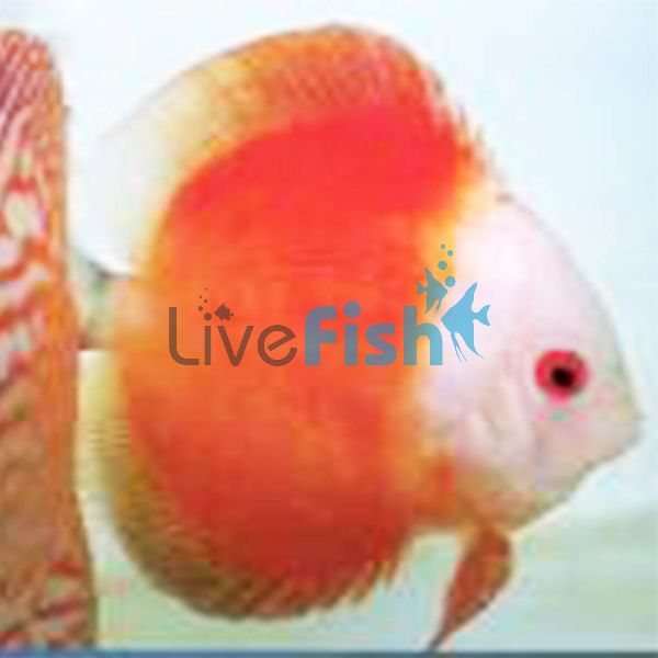 Red Melon Discus 9cm