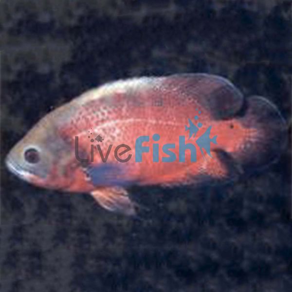 Red Oscar 4cm