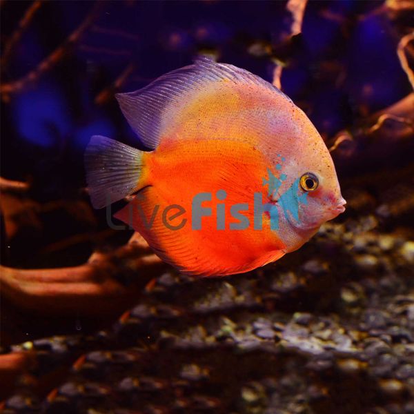 Red Passion Discus 5cm