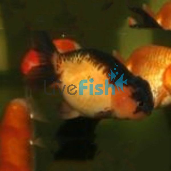 Red Ranchu 7cm