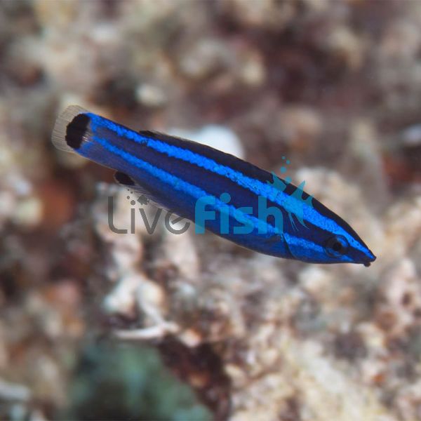 Red Sea Four Line Wrasse - Medium
