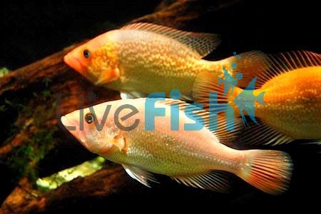 Petenia Splendida - Red Snook 12cm