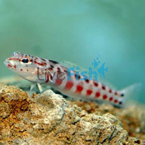 Red Spotted Sandperch - Medium