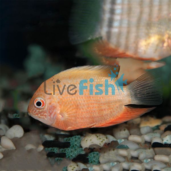 Red Severum 3.5cm
