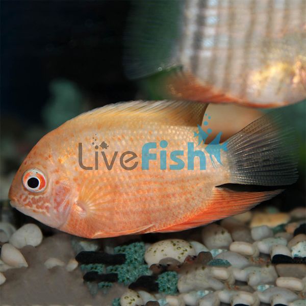 Red Severum 5cm