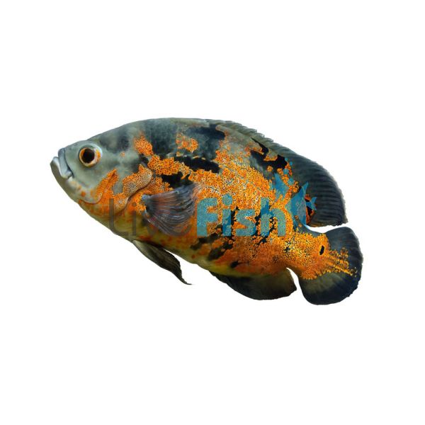 Red Tiger Oscar 4cm 