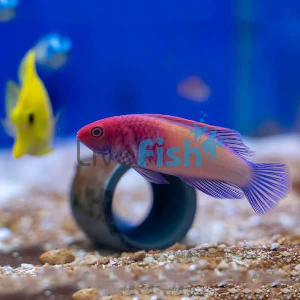 Red Velvet Wrasse - Medium