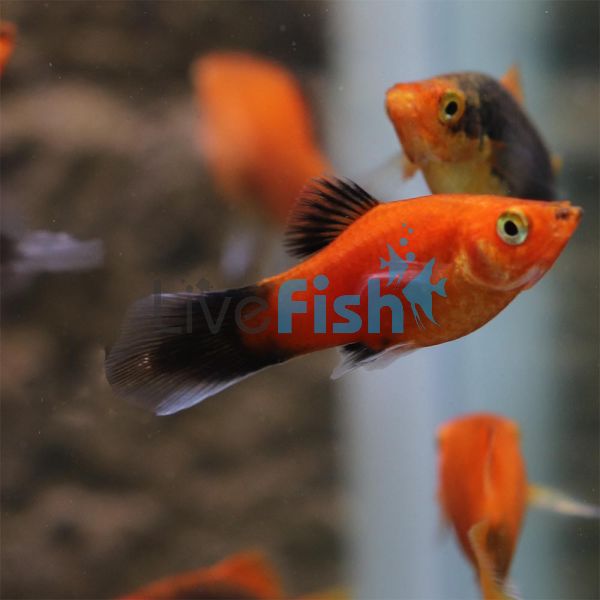 Red Wagtail Platy 4cm