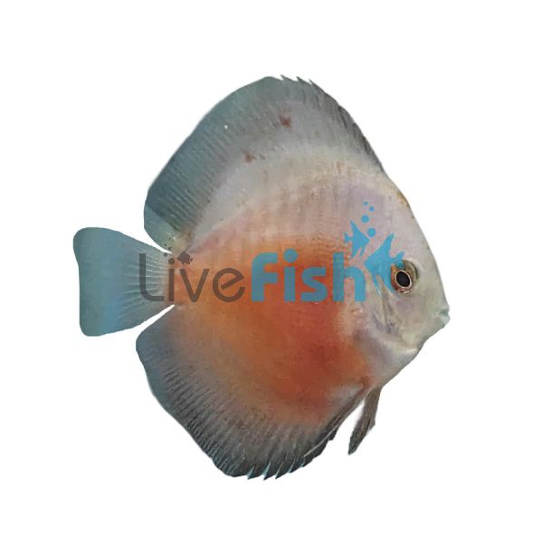 Red & White Discus 7cm