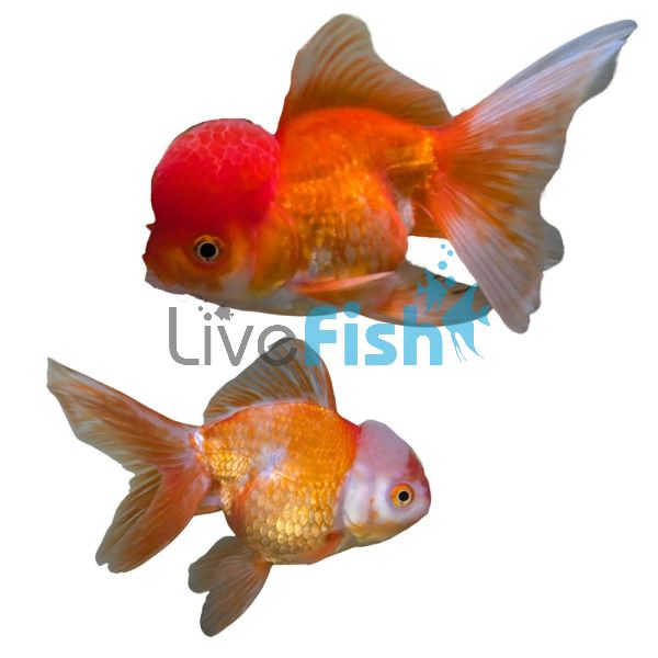 Red & White Oranda 15cm