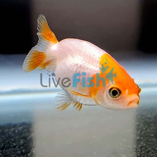 Ranchu Red and White 12cm