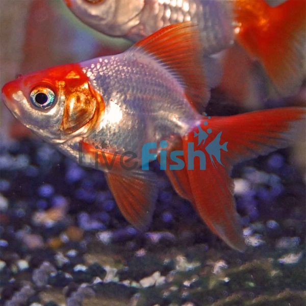 Red & White Ryukin 9cm