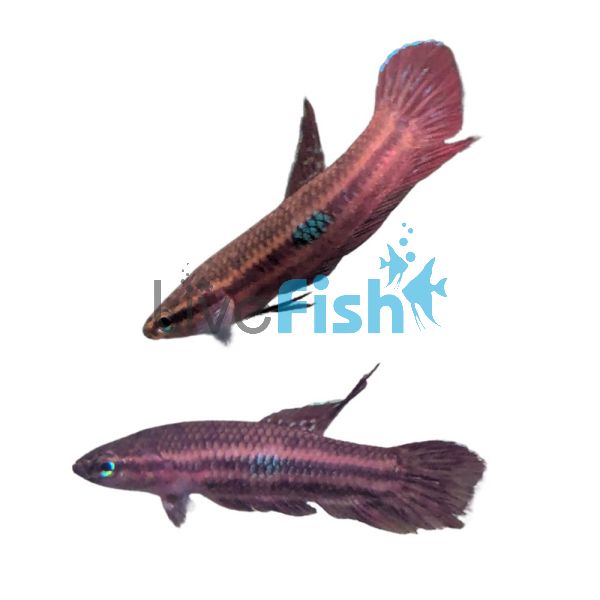 Betta Red Wine 4cm
