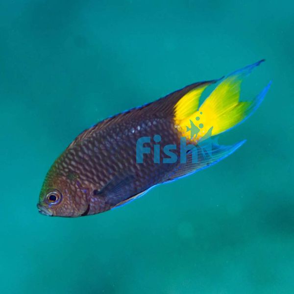 Regal Damselfish - Medium