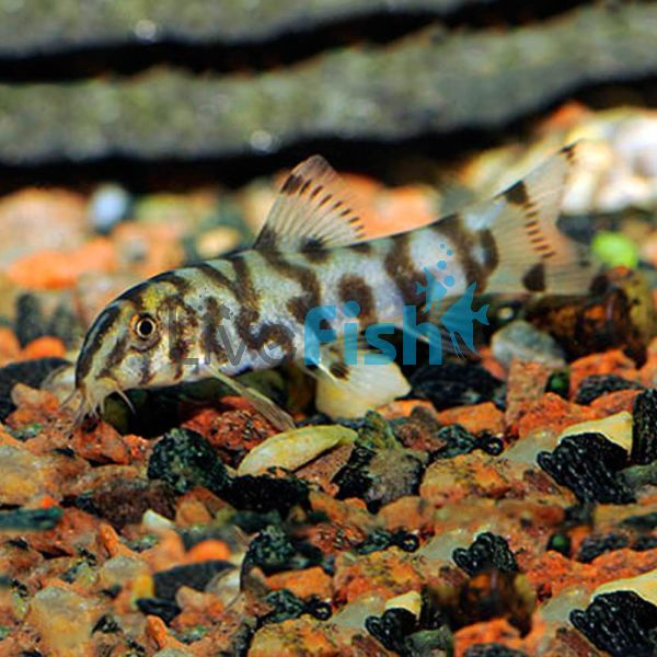 Reticulate Loach 7cm