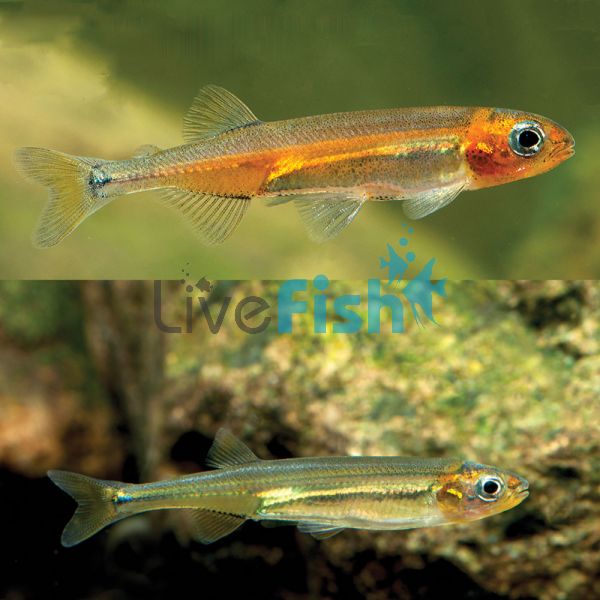 Australian Smelt - Southern 5cm