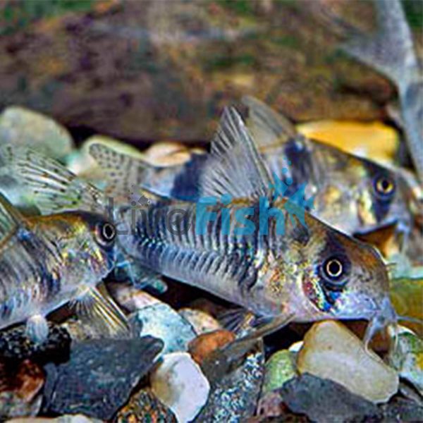 Corydoras Reynoldsi - Bumblebee Cory 3.5cm