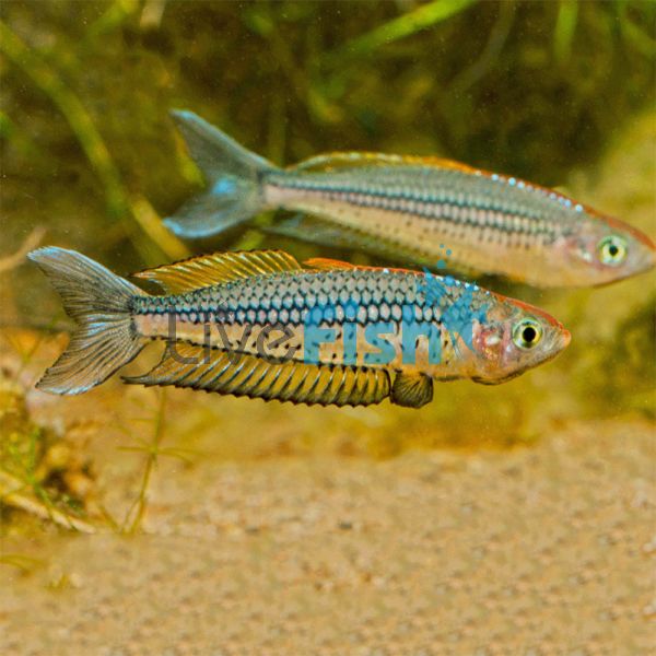 Rhad - Bribie Island 3.5m