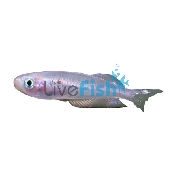 Rhad - OBI OBI Creek 2.5cm