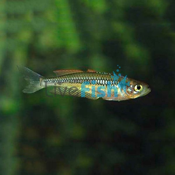 Blue Green Coldstream River NSW 5cm