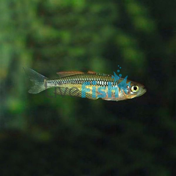 Rhad - Soft Spined Rainbow 3.5cm