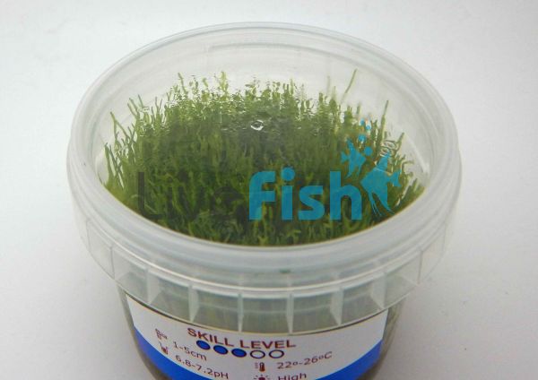 Riccia Tissue Culture Tub
