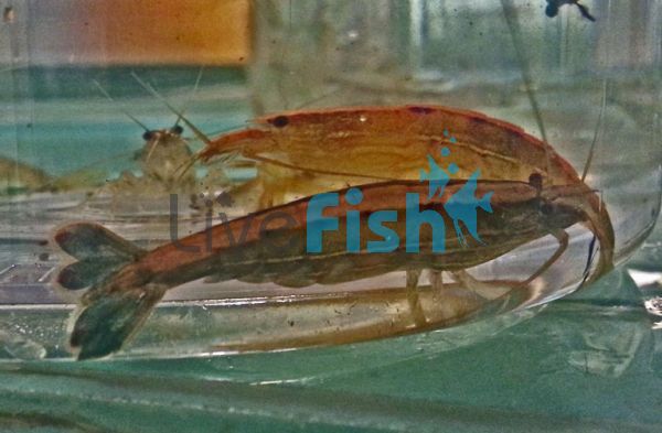 Riffle Shrimp 5cm