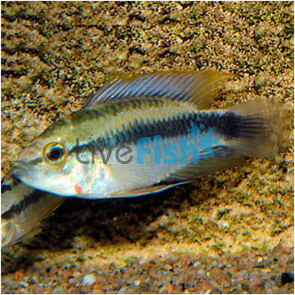 Rio Mamore 3cm 