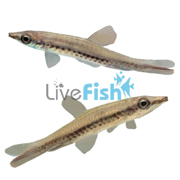Rocket Tail Pencilfish - Wild Caught 4cm