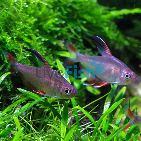 Rosy Tetra 3cm