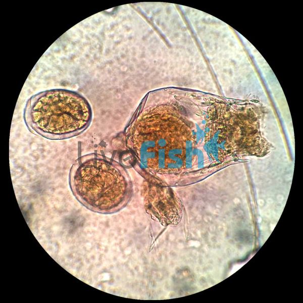 Live Rotifers 500K (Small Strian) Brachionus Rotundiformis