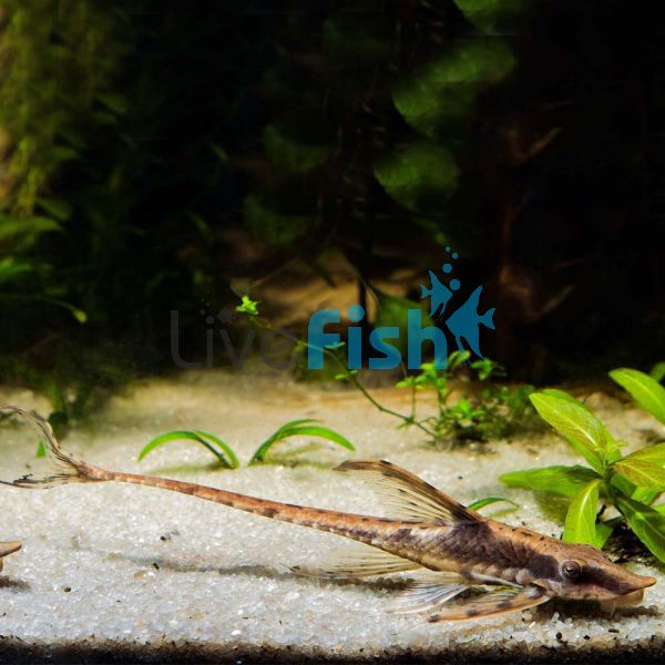 Royal Whiptail Catfish - Wild Caught 10cm