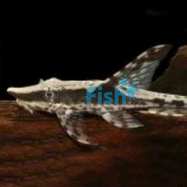 Royal Whiptail Catfish 15cm