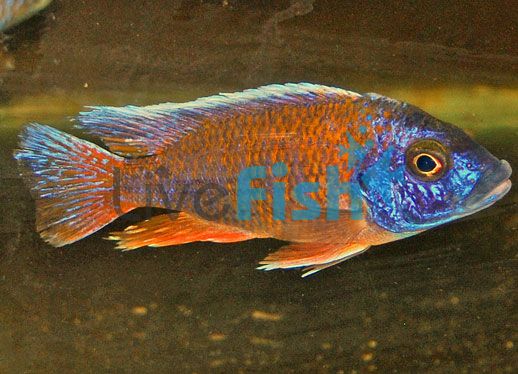 Rubin Red Peacock 5cm