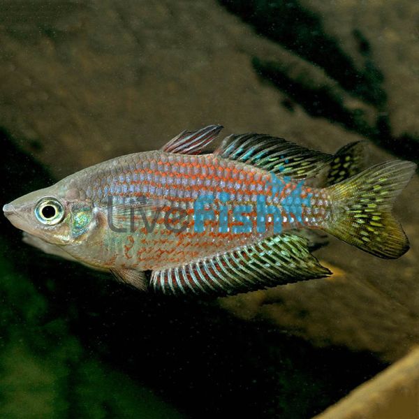 Rubrostriata Rainbow 5cm