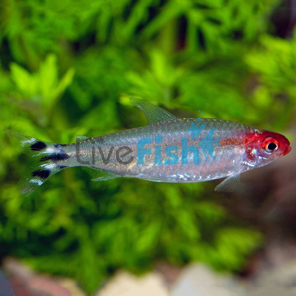 Rummynose Tetra 4cm