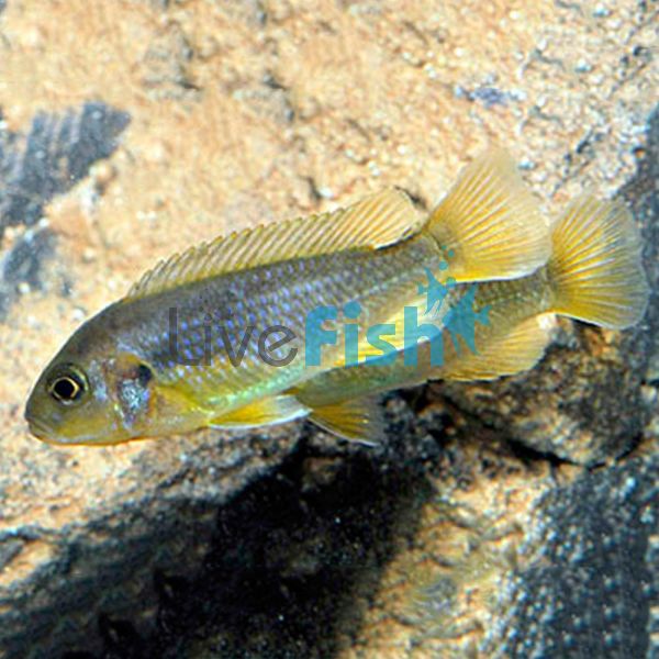 Rusty Cichlid 3.5cm