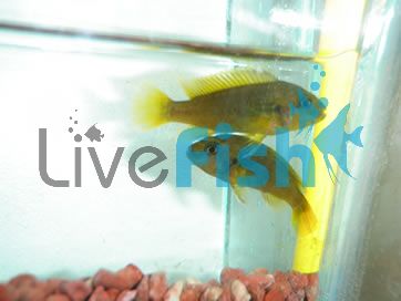 Rusty Cichlid 4cm