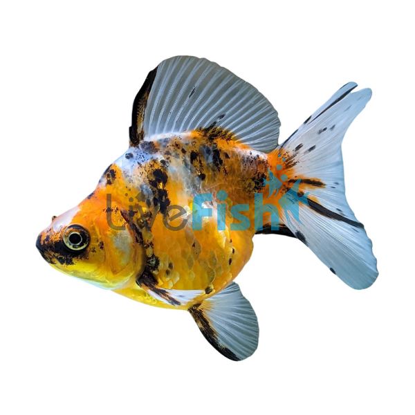 Calico Ryukin - Broadtail 9cm 