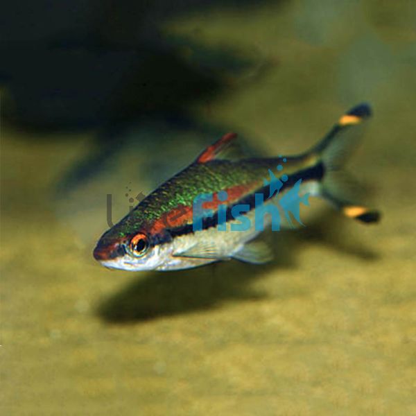 Red Line Torpedo Barb 4cm